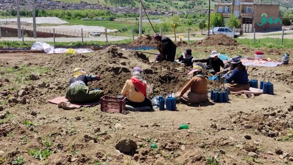 Виноградарство как источник дохода женщин восточного Курдистана 