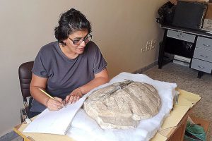 В Африне обнаружена окаменелость черепахи возрастом 50 миллионов лет