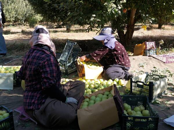 Женщины на яблочных плантациях Урмии требуют равноправия