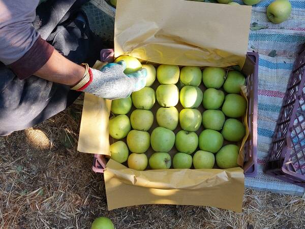 Женщины на яблочных плантациях Урмии требуют равноправия